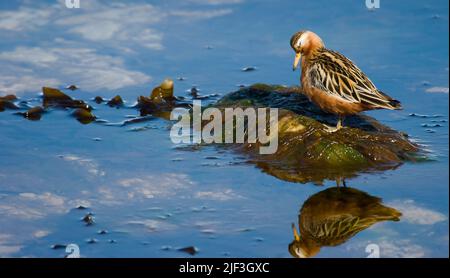 Männchen von Grey Phalarope (Phalaropes fulicarius), Spitzbergen, Spitzbergen. Stockfoto
