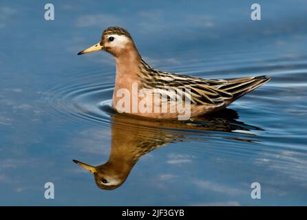 Männchen von Grey Phalarope (Phalaropes fulicarius), Spitzbergen, Spitzbergen. Stockfoto