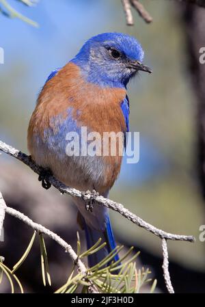WESTERN Bluebird (Sialia mexicana) aus dem Grand Canyon, Arizona, USA Stockfoto