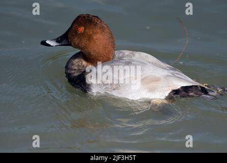 Pochard, Aythya ferina, aus Camargue, Frankreich. Stockfoto