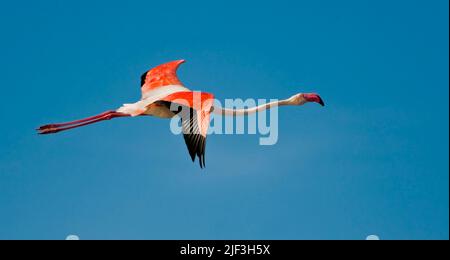 Flamingo, Phoenicopterus roseus, aus Camargue, Provence, Frankreich. Stockfoto