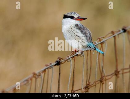 Gestreifter Eisvögel, Halcyon chelicuti. Sweetwaters, Kenia. Stockfoto