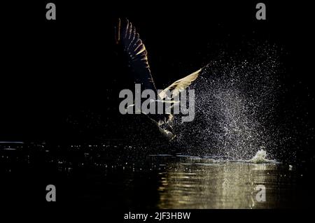 Ein Seeadler (Haliaeetus albicilla) fängt einen Fisch auf der Oberfläche eines Fjords in Flatanger, Westnorwegen. Stockfoto