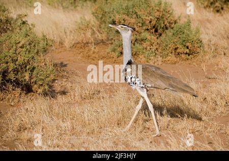 Kori Bustard, Ardeotis kori, im Samburu-Nationalpark, Kenia. Stockfoto