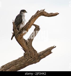 African Hawk Eagle (Aquilla Spilogaster) aus dem Samburu National Park, Kenia. Stockfoto