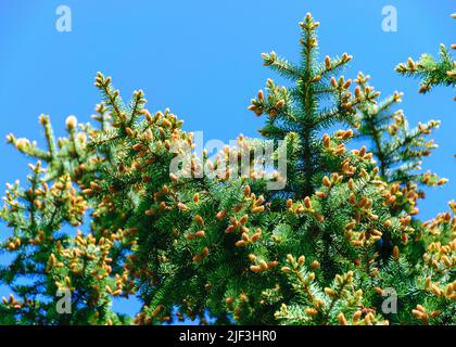 Helle Fichtenknospen, junge Zapfen auf einem himmelblauen Hintergrund, Fichtenblüten im Frühling Stockfoto