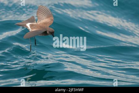 Sturm-Sturmschwalbe (Oceanodroma castro) aus Santiago, Galapagos. Stockfoto