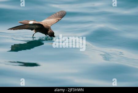 Sturm-Sturmschwalbe (Oceanodroma castro) aus Santiago, Galapagos. Stockfoto