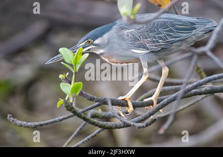 Gestreifte Reiher (Butorides striata) aus Elizabeth Bay, Isabela, Galapagos. Stockfoto