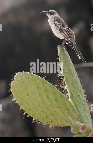 Galapagos Mockingbird (Mimus parvulus bauri) aus Genovesa. Stockfoto