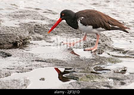 Amerikanischer Austernfischer (Haematopus palliatus galapagensis) aus Jame's Bay, Santiago, Galapagos. Stockfoto