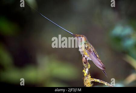 Männchen des schwertschnabeligen Kolibris (Ensifera ensifera) aus Mindo, Ecuador. Der Schnabel ist länger als der Körper des Vogels und ein Teil der Zunge ist Stockfoto