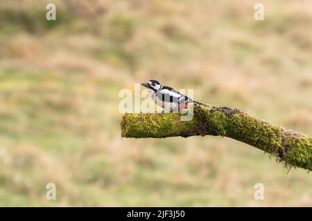 Männlicher Buntspecht, der auf moosbedeckten verfallenden Ast thront. Perthshire, Schottland, Großbritannien. März 2022 Stockfoto