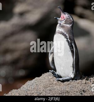 Galápagos Penguin, Spheniscus mendiculus, aus Sullivan Bay, Santiago. Stockfoto