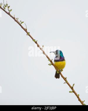 Variabler Sonnenvögel (Cinnyris venustus) im Nairobi-Nationalpark, Kenia. Stockfoto