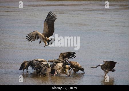 Der Weißrückengeier (Gyps africanus) und der Griffon-Geier (Gyps fulvus) ernähren sich von einem toten Wasserbock im Fluss Ewaso Ng'iro, Samburu National Rese Stockfoto