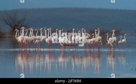 Größere Flamingos am Lake Bogoria, Kenia. Stockfoto