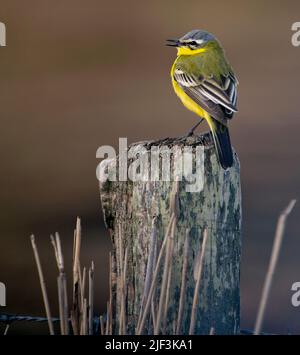 Western Schafstelze (Motacilla Flava, SSP. Flava) aus Tipperne, Dänemark. Stockfoto