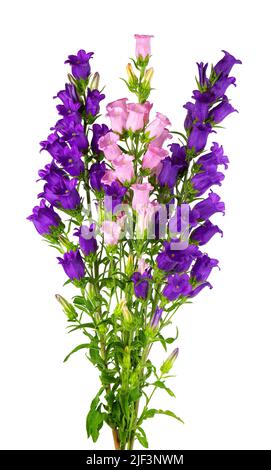 Campanula mittlere Blüten isoliert auf weißem Hintergrund. Bouquet von Canterbury Glocken oder Glockenblume Stockfoto