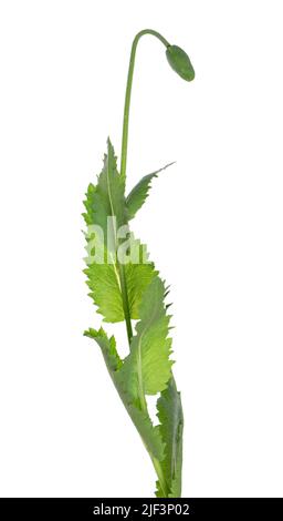 Mohnpflanze auf weißem Hintergrund isoliert. Grüne Samenschote von Opiummohn. Papaver somniferum. Beschneidungspfad Stockfoto