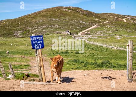 Kalb auf dem neuen Weg zum Murder Hole Beach, offiziell Boyeeghether Bay in der Grafschaft Donegal, Irland. Stockfoto