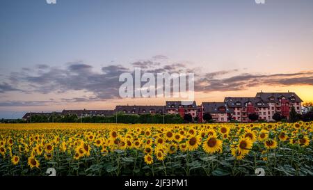 Feld der blühenden Sonnenblumen bei Sonnenuntergang. Blumen, Himmel, Wolken und Gebäude in der Schweiz. Helianthus annuus. Schönheit in der Natur. Stockfoto