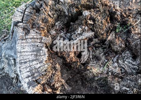 Alter verfaulender Baumstumpf, der Alter und Verfall von vielen Jahren zeigt. Stockfoto