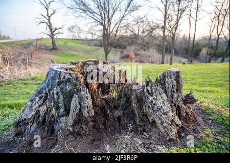 Alter verfaulender Baumstumpf, der Alter und Verfall von vielen Jahren zeigt. Stockfoto