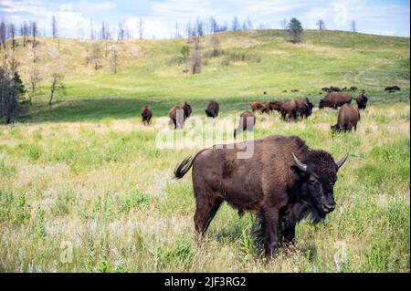 Eine Bison-Herde streift durch die offenen Ebenen zum Custer State Park in South Dakota. Stockfoto