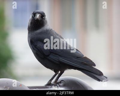 Eine westliche Dohle. Der Vogel schaut direkt auf den Betrachter. Er steht auf einem Dach. Der Hintergrund ist nicht fokussiert. Stockfoto