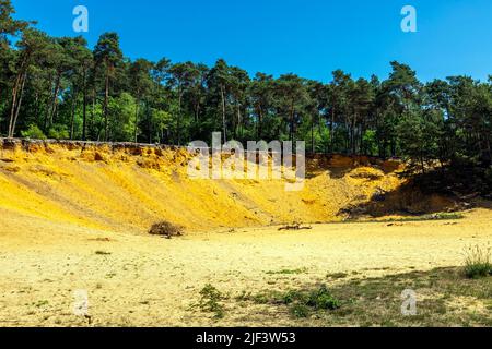 Deutschland, Coesfeld, Coesfeld-Stecede, Berkel, Baumberge, Münsterland, Westfalen, Nordrhein-Westfalen, NRW, Huensberg bei Steede in der Coesfelder Heide, Naturpark hohe Mark Westmünsterland, Haltern Sands, Sandbergbau, Klippe, Steilwand, Pinienwald Stockfoto