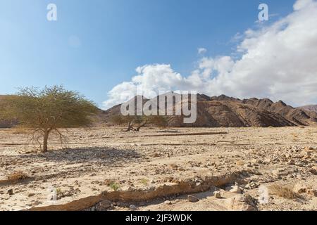 Einsame Akazie in der Arava Wüste Israel Stockfoto