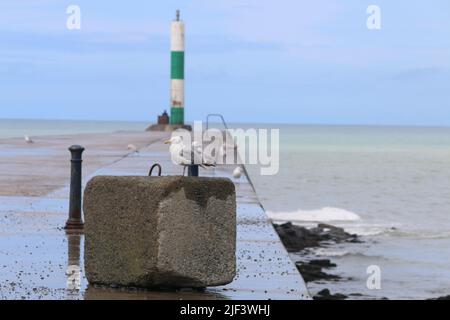 Aberystwyth Wales Vereinigtes Königreich Wetter 29. Juni 2022 . Warm und feucht und ein Tag der Sonne und Duschen an der walisischen Westküste . Die Menschen nehmen ihre Hunde mit auf Spaziergänge, viele genießen einen sanften Spaziergang durch den Hafen und Licht, Kajakfahrer paddeln am Sommertag in Wales ins Meer. Kredit: mike davies/Alamy Live Nachrichten Stockfoto