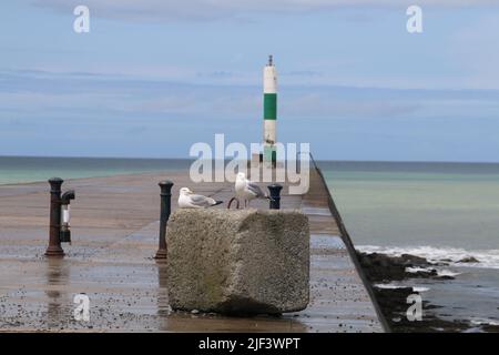 Aberystwyth Wales Vereinigtes Königreich Wetter 29. Juni 2022 . Warm und feucht und ein Tag der Sonne und Duschen an der walisischen Westküste . Die Menschen nehmen ihre Hunde mit auf Spaziergänge, viele genießen einen sanften Spaziergang durch den Hafen und Licht, Kajakfahrer paddeln am Sommertag in Wales ins Meer. Kredit: mike davies/Alamy Live Nachrichten Stockfoto