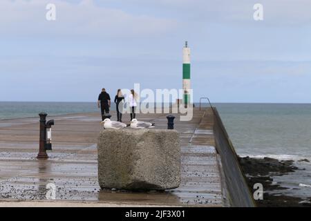 Aberystwyth Wales Vereinigtes Königreich Wetter 29. Juni 2022 . Warm und feucht und ein Tag der Sonne und Duschen an der walisischen Westküste . Die Menschen nehmen ihre Hunde mit auf Spaziergänge, viele genießen einen sanften Spaziergang durch den Hafen und Licht, Kajakfahrer paddeln am Sommertag in Wales ins Meer. Kredit: mike davies/Alamy Live Nachrichten Stockfoto