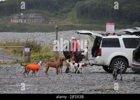 Aberystwyth Wales Vereinigtes Königreich Wetter 29. Juni 2022 . Warm und feucht und ein Tag der Sonne und Duschen an der walisischen Westküste . Die Menschen nehmen ihre Hunde mit auf Spaziergänge, viele genießen einen sanften Spaziergang durch den Hafen und Licht, Kajakfahrer paddeln am Sommertag in Wales ins Meer. Kredit: mike davies/Alamy Live Nachrichten Stockfoto