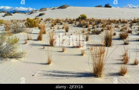 Trockenresistente Wüstenpflanzen und Yucca-Pflanzen wachsen im White Sands National Monument, New Mexico, USA Stockfoto