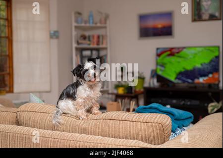 Entzückender Hund, der auf dem Sofa sitzt Stockfoto