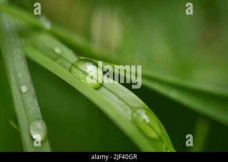 Wassertropfen auf dem Rasen Stockfoto