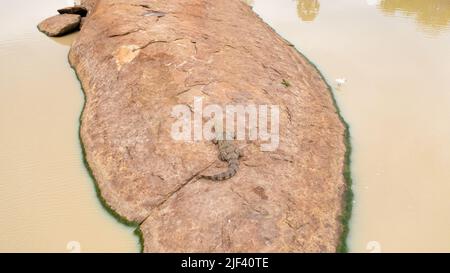 Luftaufnahme von Krokodilen, die sich in der Sonne auf einem Felsen sonnen. Alligatoren in ihrem natürlichen Lebensraum. Sri Lanka. Panama Wewa. Stockfoto