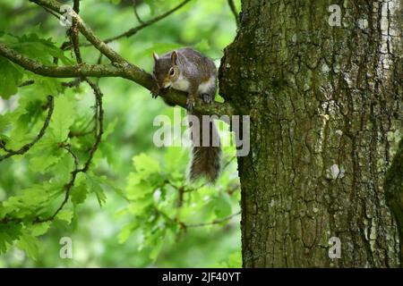 Graue Eichhörnchen Stockfoto