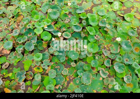 Ein sumpfiger See mit Lotos in Wasserpflanzen. Sri Lanka. Stockfoto