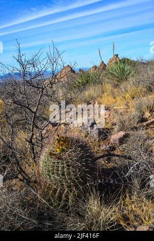 Wüstenlandschaft mit großen Pflanzen Kaktus Ferocactus sp. Organ Mountains-Desert Peaks NM, New Mexico, USA Stockfoto