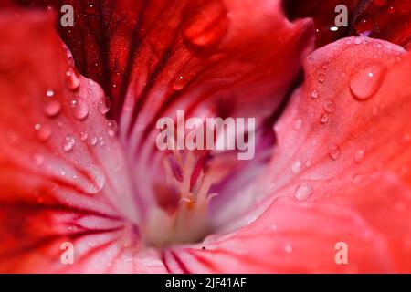 Wassertröpfchen auf Begonia-Blättern Stockfoto