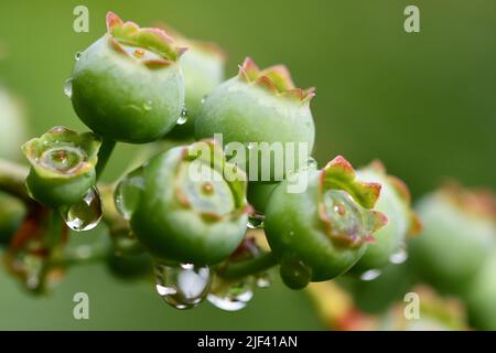 Wassertropfen auf Heidelbeeren Stockfoto