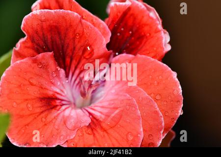 Wassertröpfchen auf Begonia-Blättern Stockfoto