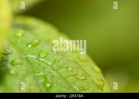 Wassertropfen auf Blättern Stockfoto