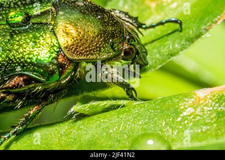 Körperteil eines glitzernden grünen Chafers auf den grünen Blättern einer Pflanze Stockfoto
