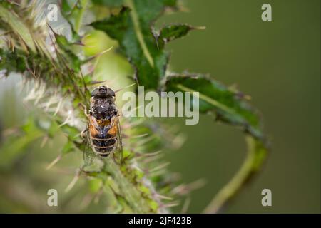 Nahaufnahme einer gewöhnlichen Drohnenfliege, Eristalis tenax, auf Distelpflanze nach Regen. Stockfoto