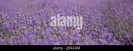 Schönes violettes Lavendelfeld in der Provinz. Konzept der Medizin, Fragile und aromatische Produkte. Lila Lavendel blühte Blumen. Stockfoto